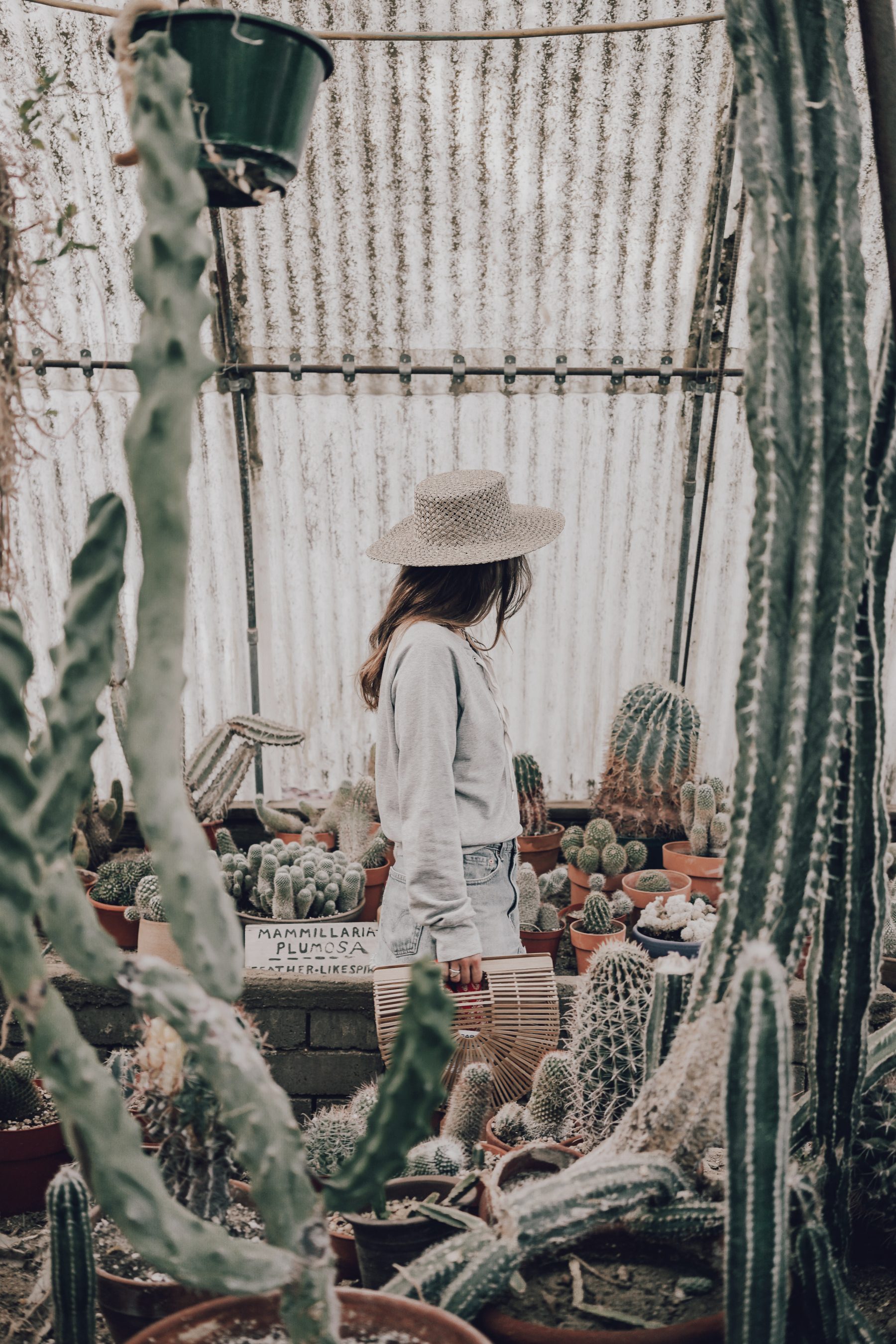 Cactus Land