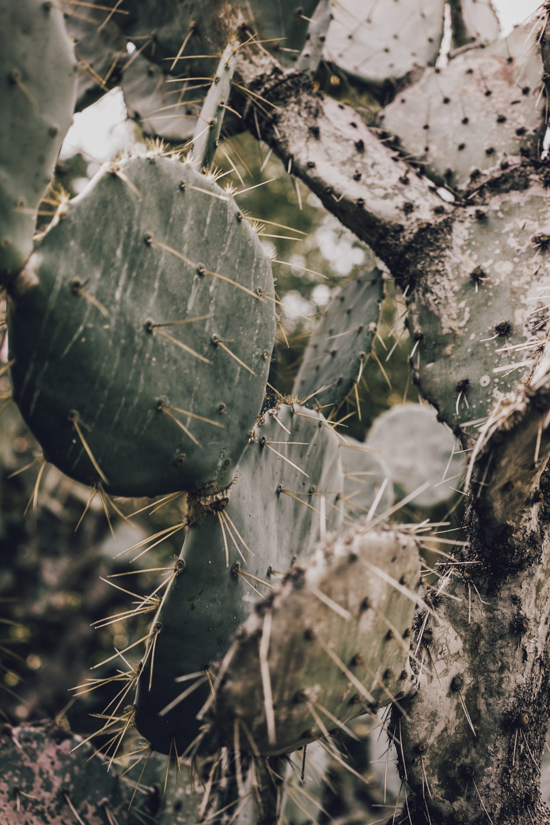 Cactus Land