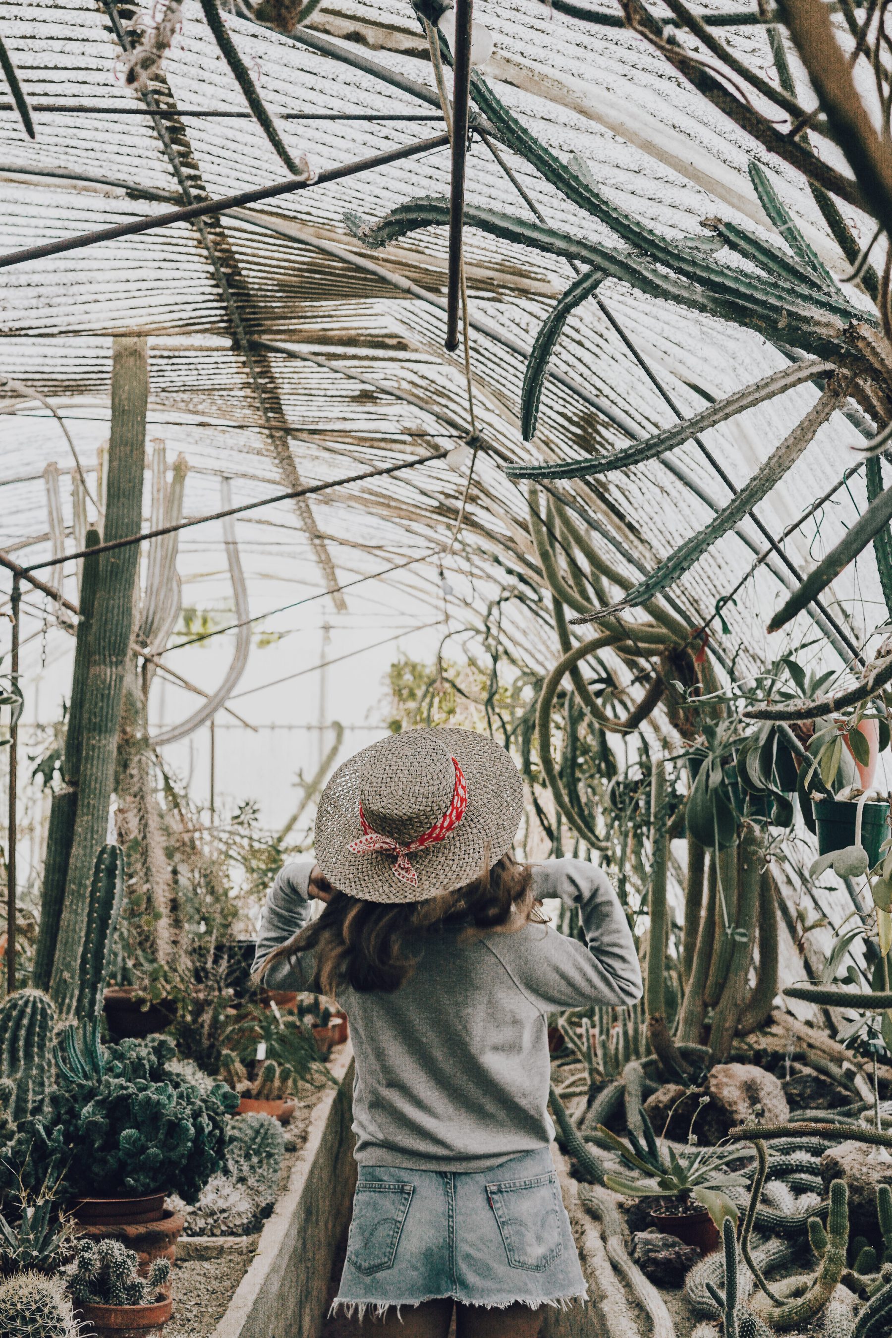 Cactus Land