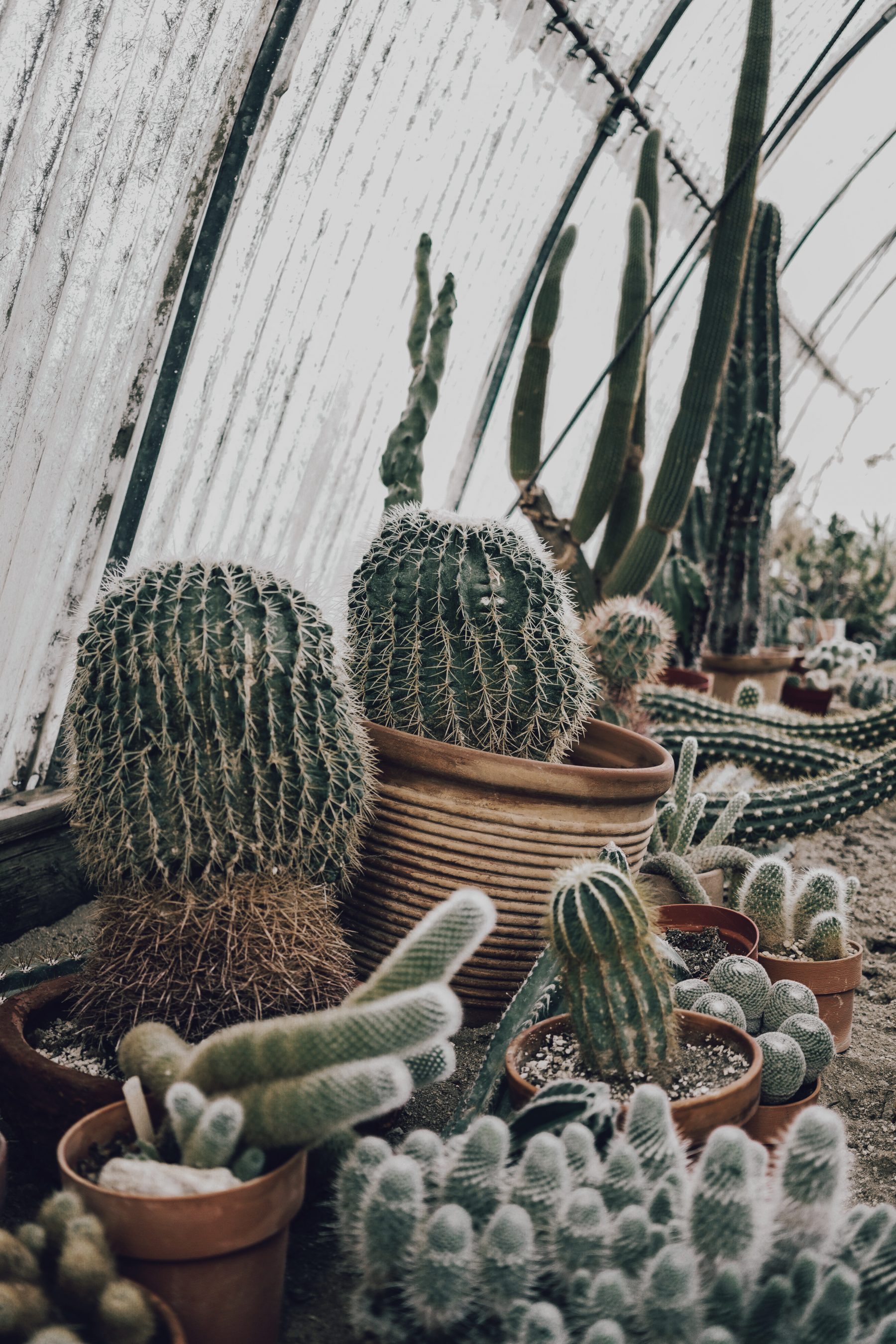 Cactus Land