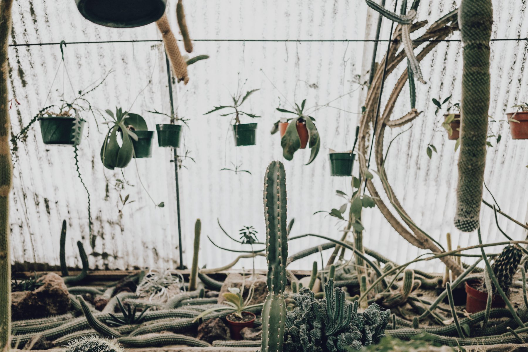 Cactus Land