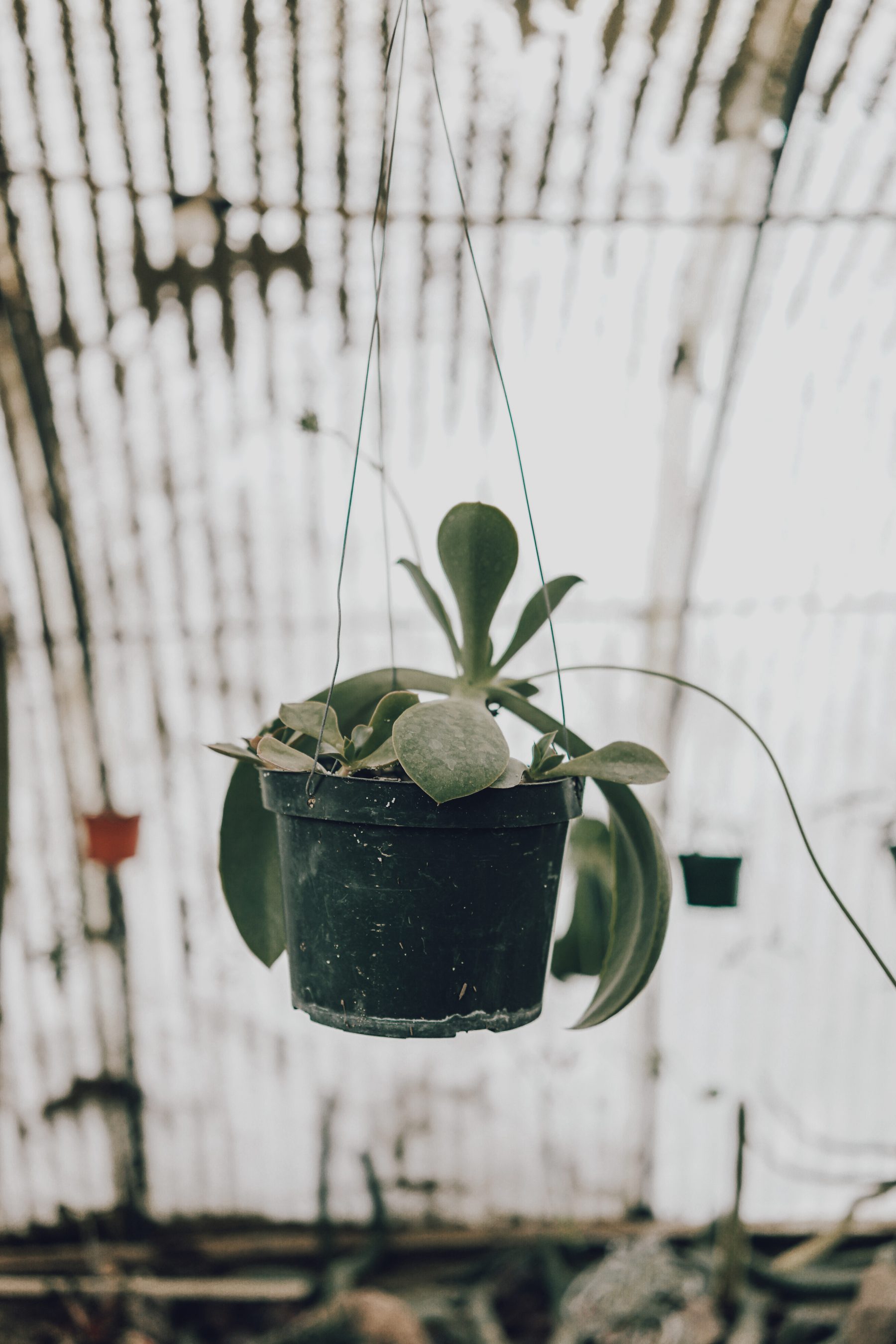 Cactus Land