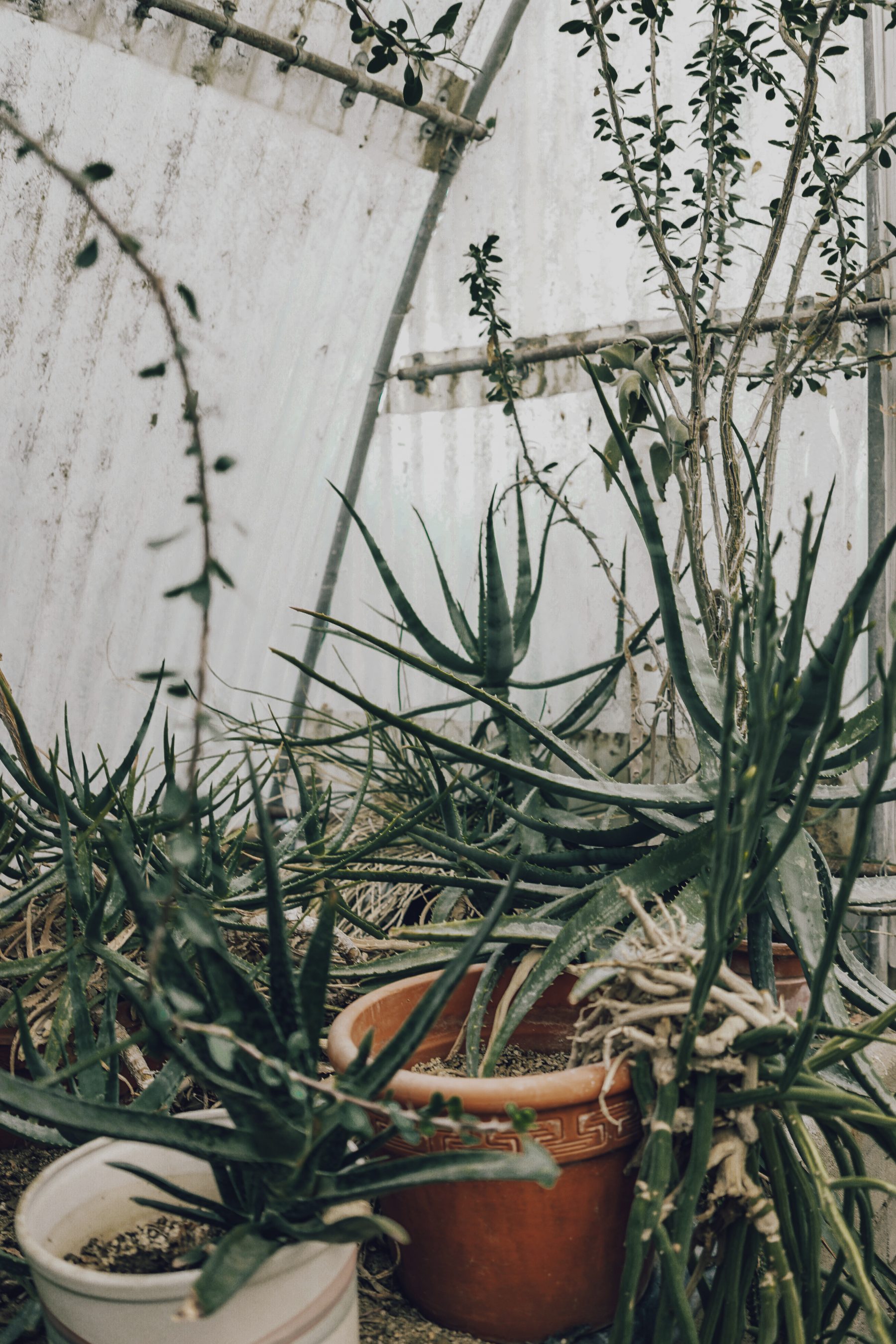 Cactus Land