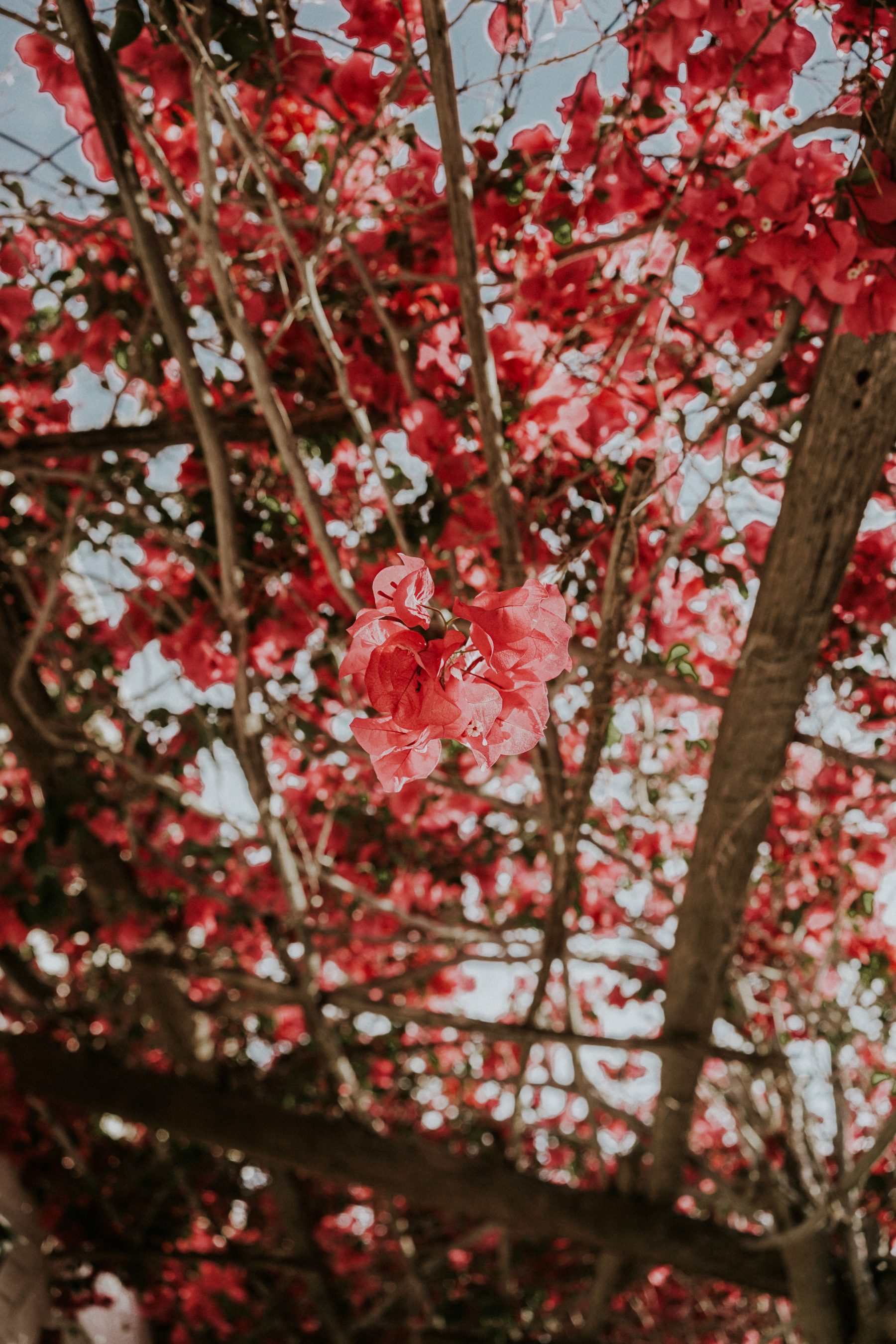 BLOOM