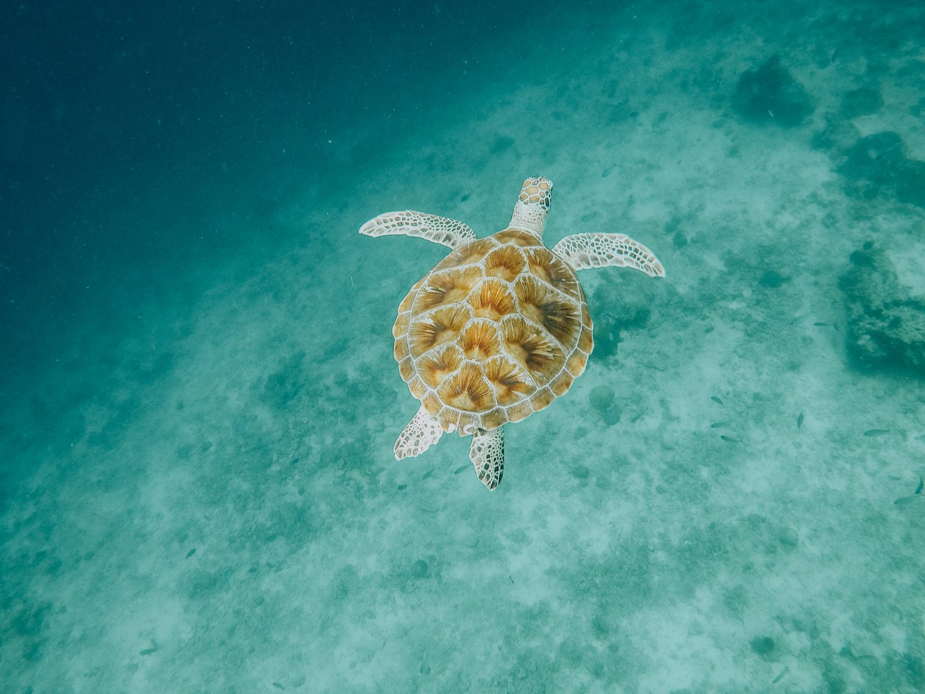 LOMBOK