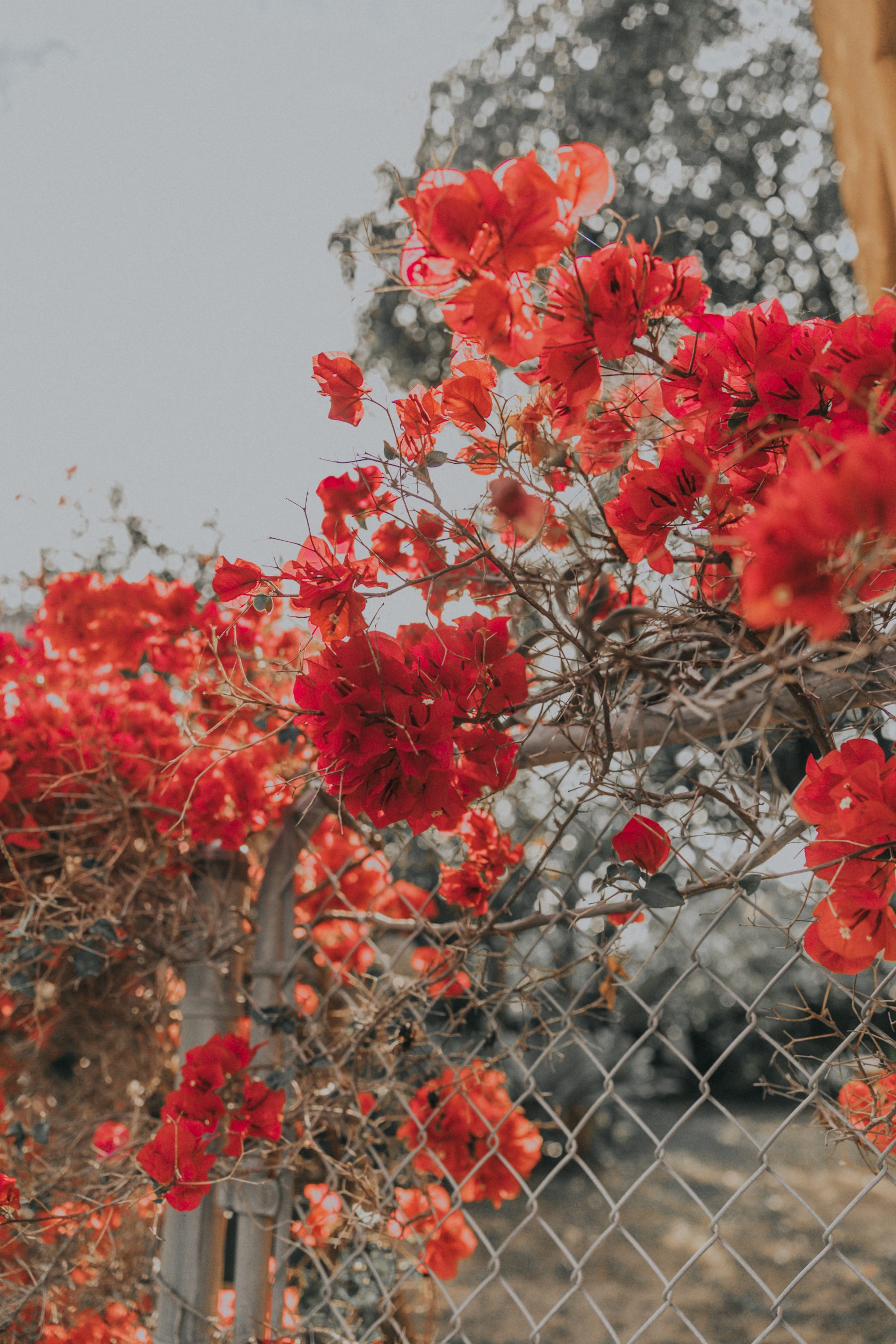 Flowers Everywhere