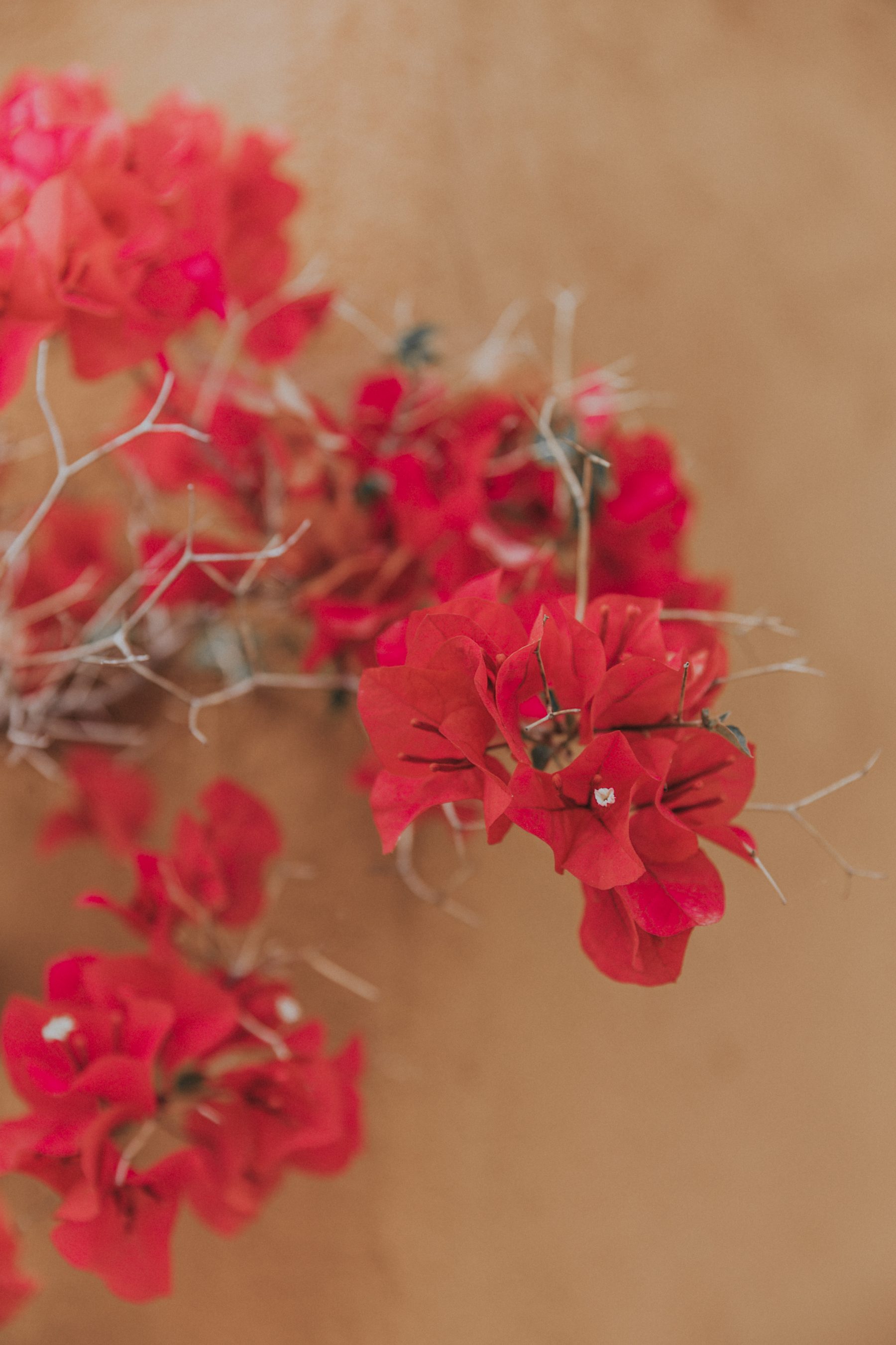 Flowers Everywhere