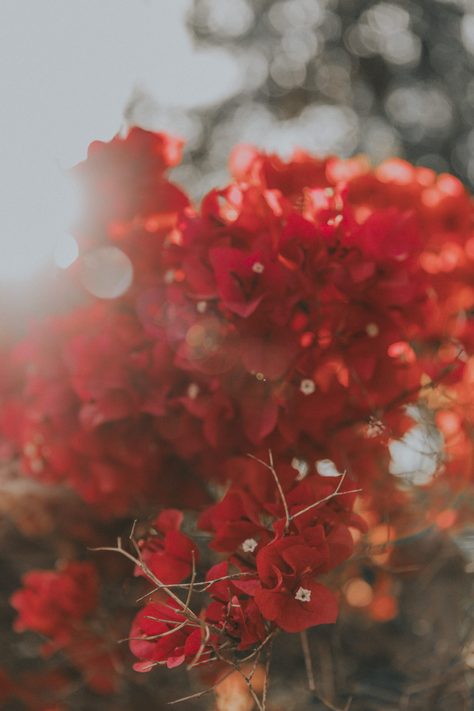 Flowers Everywhere